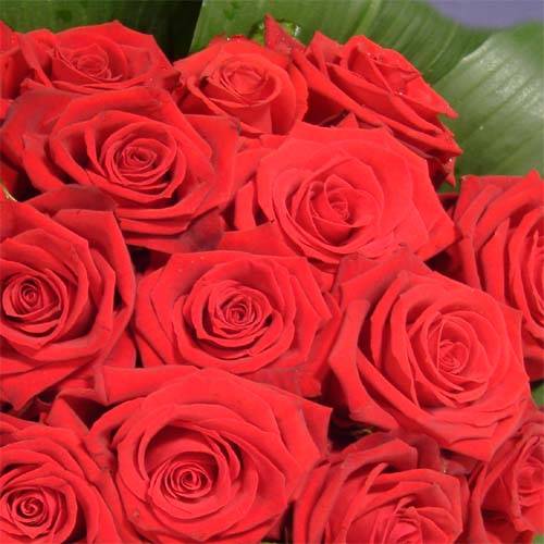 Trandafir (5) - Floare Dragostei