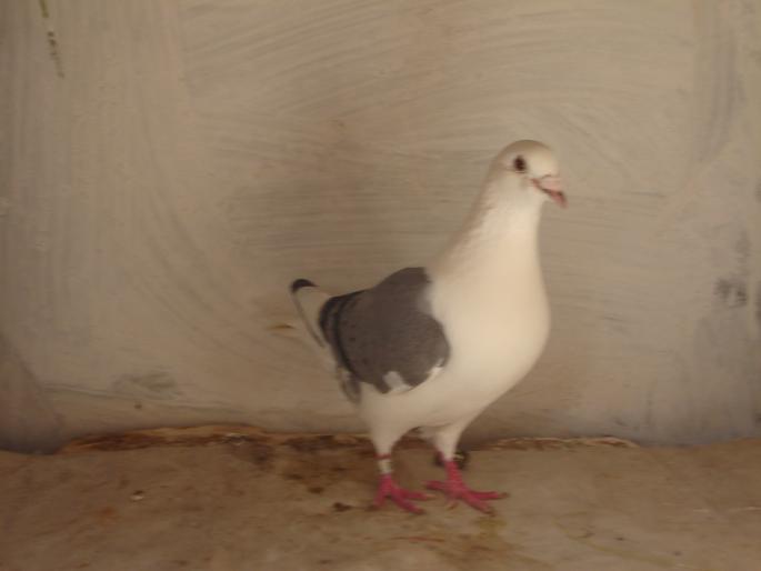 femela 2006 - porumbei voiajori