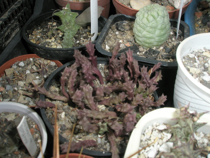 Stapelia variegata - plante din seminte 2009 - cactusi la iernat 2009-2010
