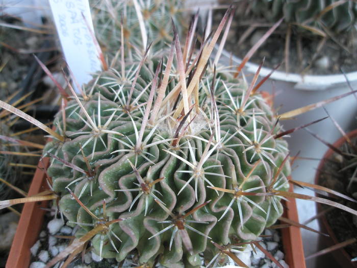 Echinofossulo crispatus - Echinofossulocactus