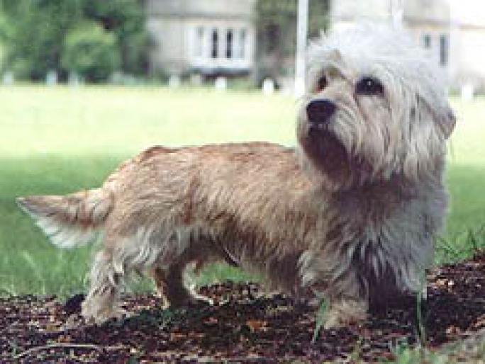 DANDIE DINMONT TERIER - RASE CAINI