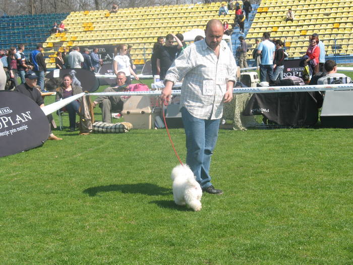 IMG_4828 - bichon frise