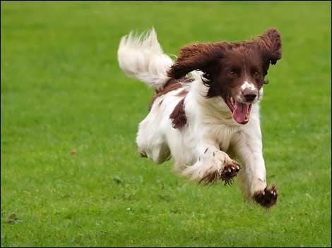 happy_dog_470x352 - catelusi draguti