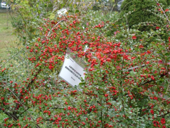 DSC00074 - Flori de toamna - Iasi - 26 oct 2008