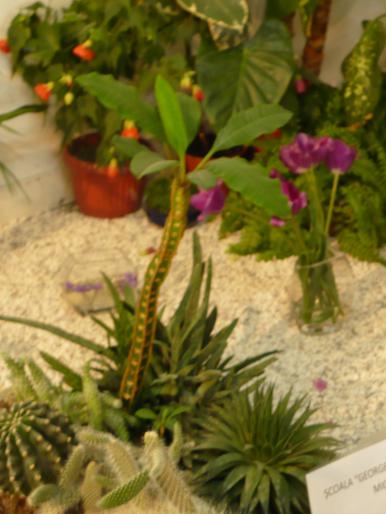 P1010459 - Pitesti 19 aprilie 2008 - II