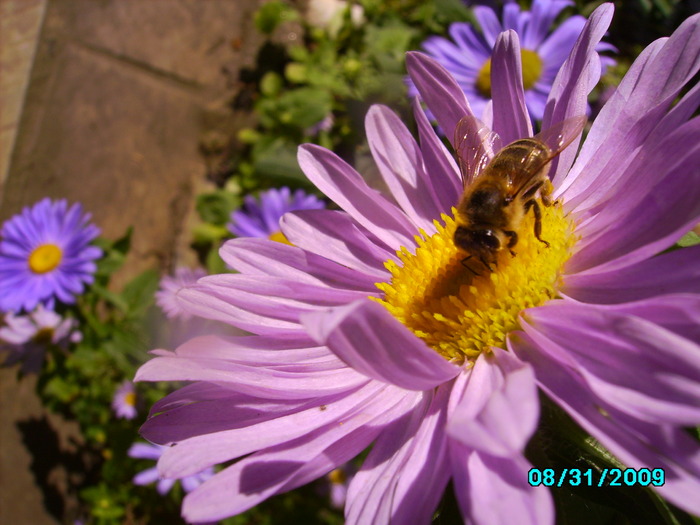 IMG_8568 - insecte si flori