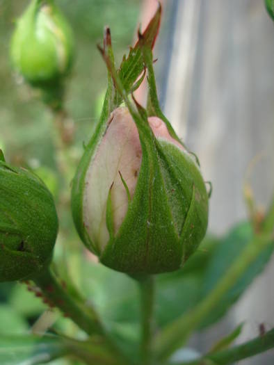 Rose Pleasure (2009, May 24)