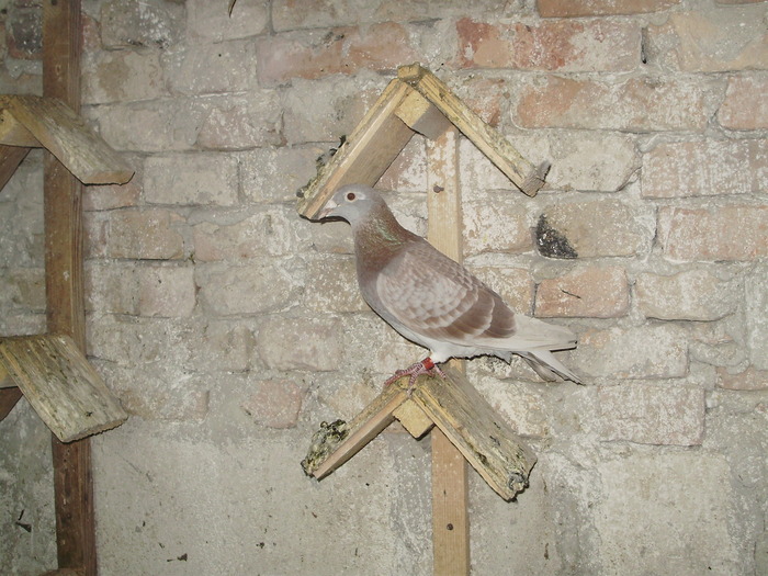 P8232021 - 1744 Sedat Iusein