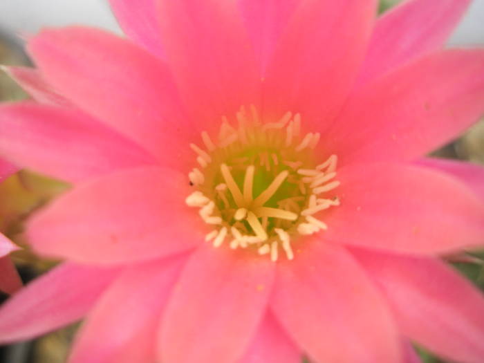 Lobivia backebergiana - macro floare