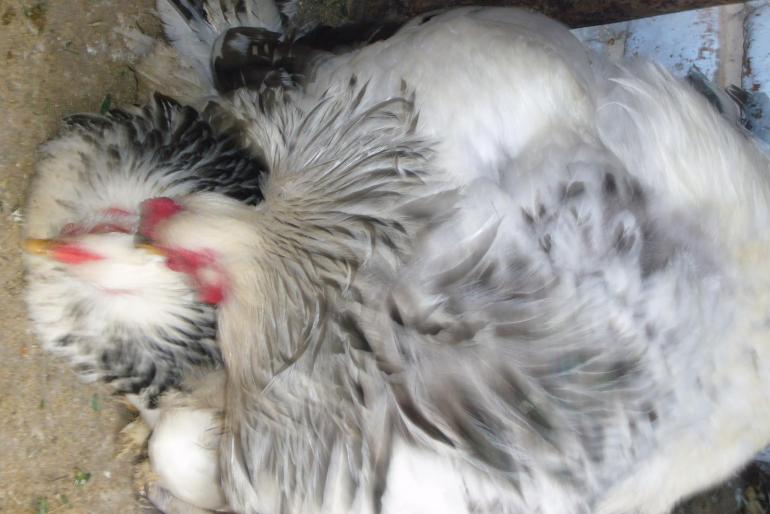 brahma herminat deschis