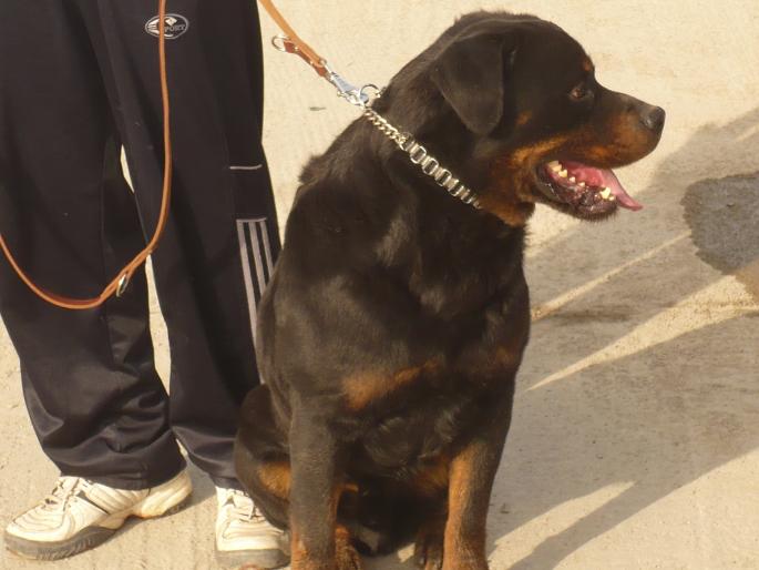 AXEL; AXEL V KRONSTADER WAPPEN-2CAC,R  ,BH.
