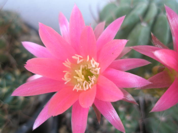 Lobivia backebergiana - floare