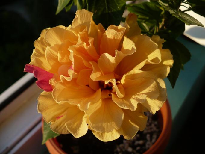 galben-caisa detaliu floare