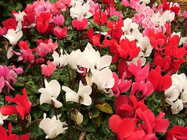 CY12 - Cyclamen