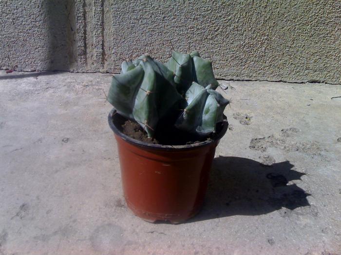 21-09-09_1405 - cactusii mei