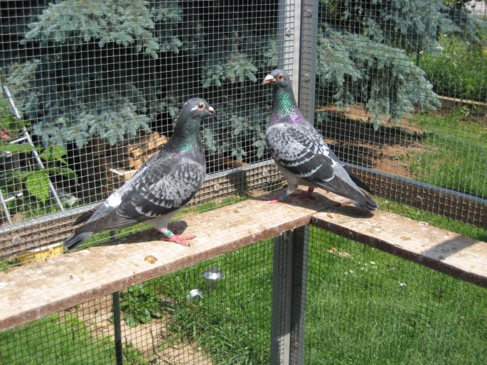 Perechea 19. Hub Hendrix+Desmeth Mathis