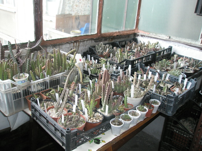 masa cu Asclepiade - 13 grade - cactusi la iernat 2009-2010