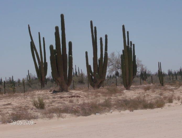 HPIM1989mic - cactusii giganti