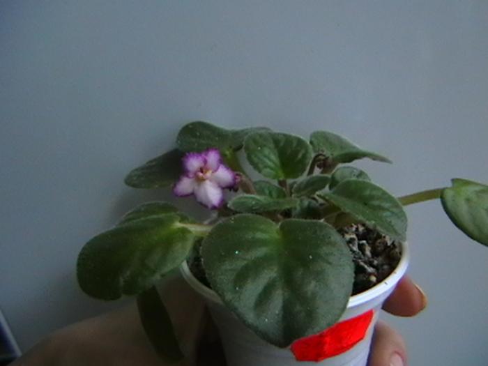 twist's 2 - violete 2009