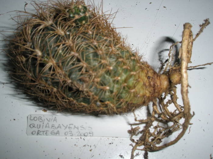 Lobivia quiabayensis - RADACINI de cactus