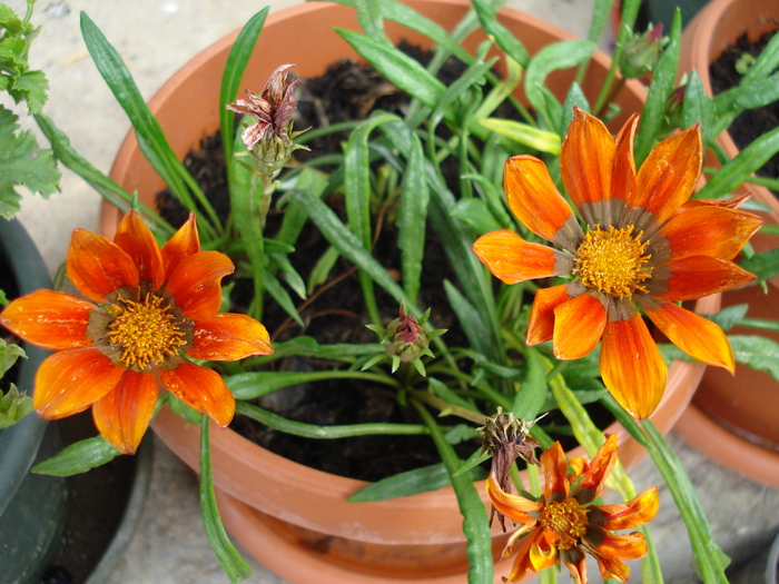 Gazania_Treasure Flower (2009, Sep.12) - 09 Garden in September