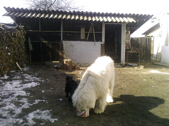 Fotografii-0019 - paznici de nadejde_mioritic si metis