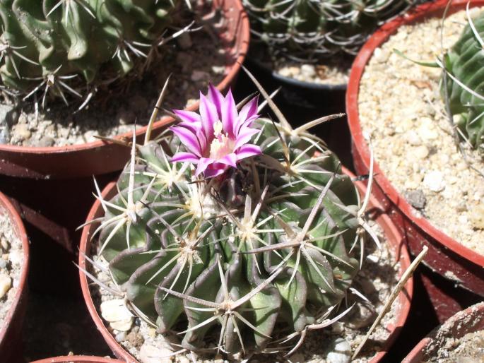 Echinofossulocactus - cactusi