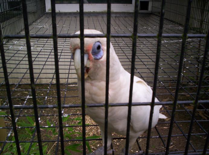 centrul papagali (153)