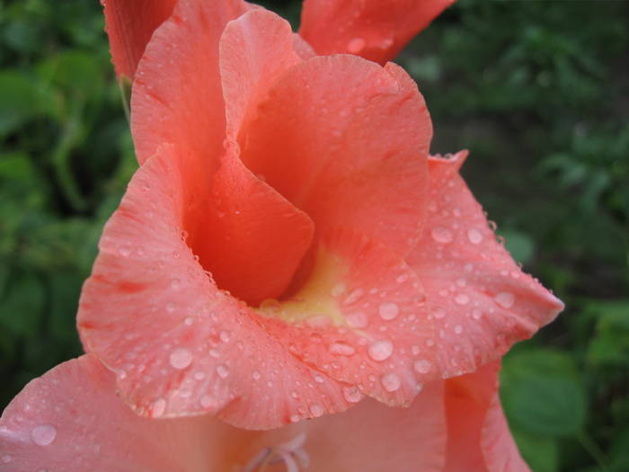 Gladiole - Flori de gradina