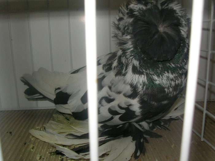 SANY0171 - poze expo 2009