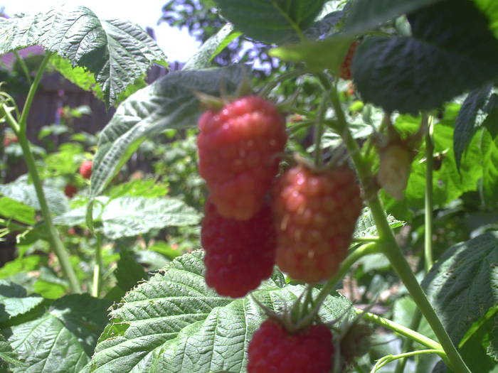 PICT0032 - GRADINA-2009