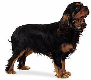 cavalier_king_charles_span