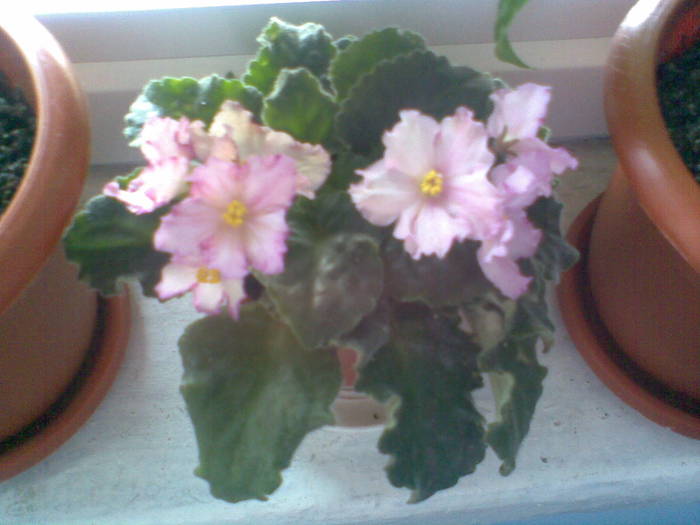 violeta Susie Sunshine-multumesc Valentina!