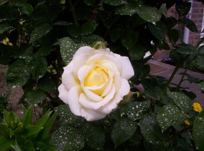 trandafir alb 6 iun 2007 (2 - trandafiri