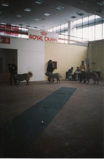 BUCURESTI-HAIDUC-2004-CAC - CAINI-EXPOZITI CANINE