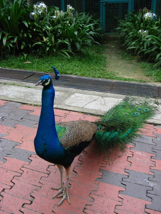 IMG_0273 - 2_1 - Kuala Lumpur Bird Park