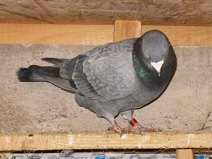 HPIM2166 - porumbei 2009