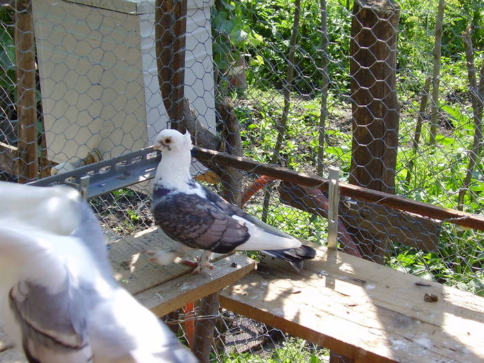 54 - C Porumbei Blueti si Satineti Vechi