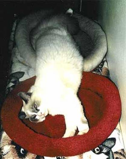 i191991477_2661_7 - poze animale