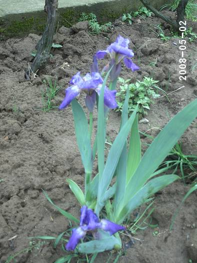 Iris albastru - IRISI