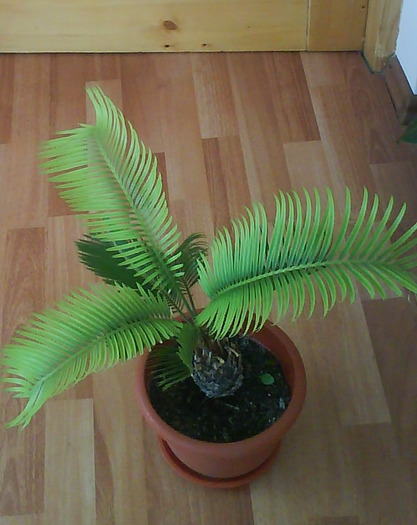 cycas - diverse