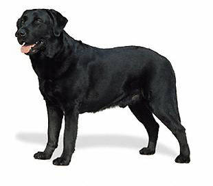 labrador_retriever