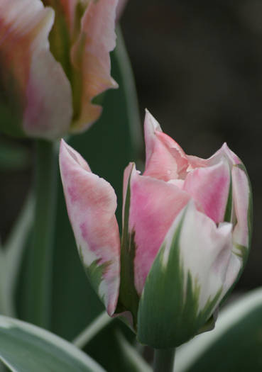 China Town - garden 2009