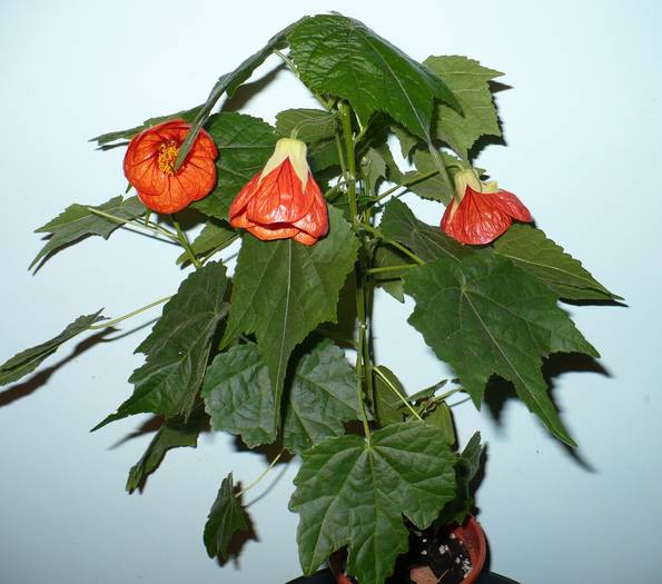 P1110105 - ABUTILONI