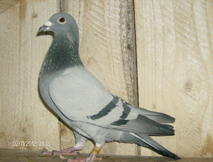 mascul comb van loon leo rijdijk; mascul comb van loon leo rijdijk
