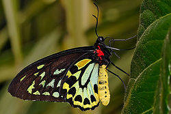 250px-Cairns_birdwing_-_melbourne_zoo[1] - fluturasi