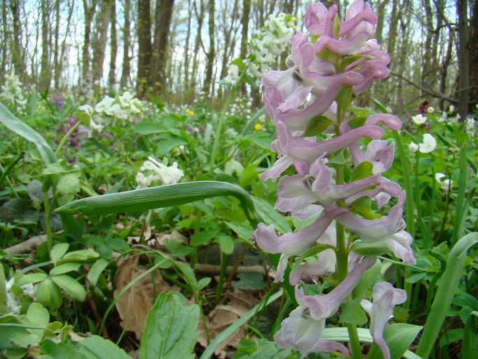 DSC02700 - 2008-03-22 - La padure-Baneasa