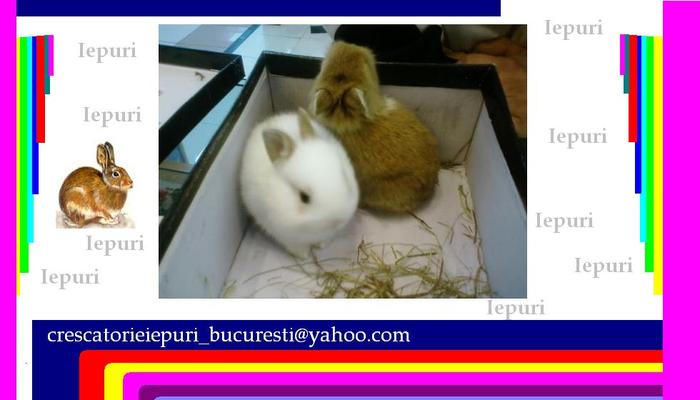 iepuri; crescatorieiepuri_bucuresti@yahoo.com
