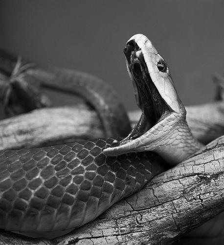 amazing-snake-pictures15[1]