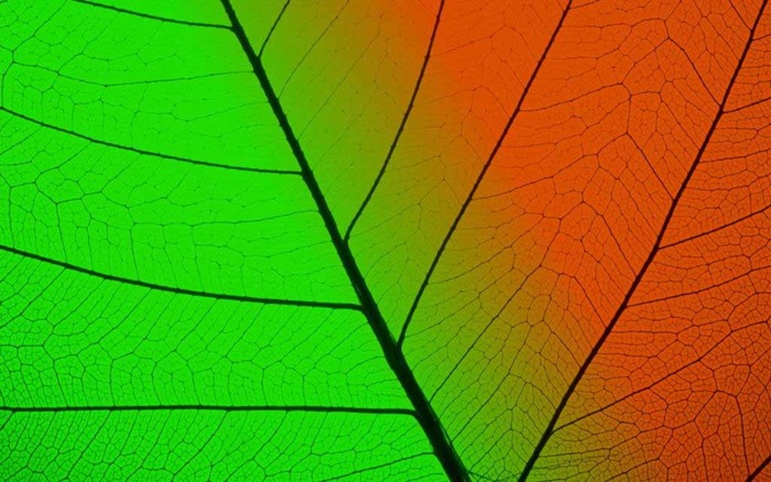 Colorate-3D
